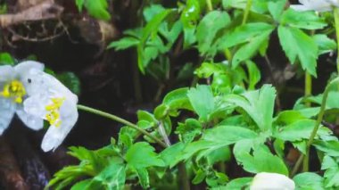 Beyaz bahar çiçeklerinin güzelliği Anemona nemrosa sabah doğasında vahşi yeşil ormanda hızla çiçek açar. Büyüyor, büyüyor, çiçek açıyor, zaman geçiyor, takip et, yukarı eğ, Pan 