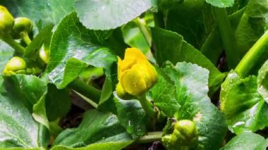 Sarı bataklık çiçekleri yaklaşır bataklıkta hızla büyüyen bataklıkta kaltha palustris büyür zaman geçtikçe yükselir.. 