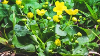 Bahar 'ın güzelliği bataklık çiçekleri bataklık çayırlarında hızla açan kaltha palustris büyüyen zaman geçişi, yakınlaş, yukarı doğru eğil.. 