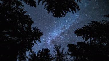 Evrenin doğal ışığının sihirli güzelliği Samanyolu Galaksisi yıldızları karanlık orman silueti Astronomi Arkaplan 8K videosunda yukarı bakıyorlar. Alt görünüm. 