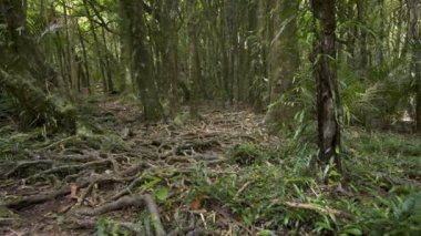 Yeni Zelanda 'nın yeşil doğasında ağaç kökleri olan ürkütücü orman. Yavaşça geri git. 