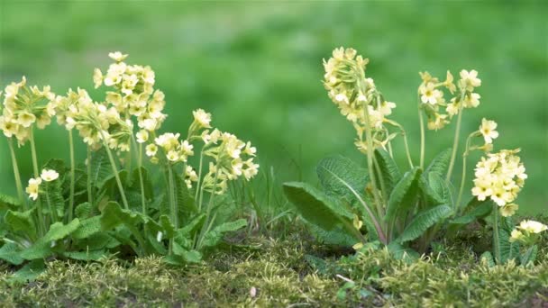 Großaufnahme Von Gelben Frühlingsblumen Kautschukprimeln Veris Blühen Auf Einer Grünen — Stockvideo