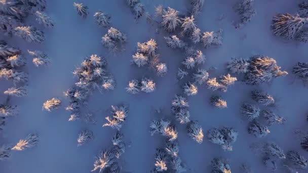 冷たい晴れた夜の自然で雪の木と太陽の最後の光と凍結冬の森の鳥のビュー パノラマ空撮ビュー — ストック動画