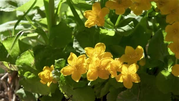 Όμορφο Κίτρινο Λουλούδι Marsh Marigold Caltha Palustris Ανθίζει Στο Πράσινο — Αρχείο Βίντεο