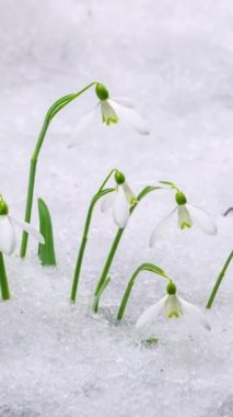 Dikey video. Kapalı Beyaz Kar Damlası çiçekleri Galanthus nivalis çiçek açıyor ve karlar orman parkında hızla eriyor. Güzel doğa arka planının ilkbaharı sosyal için idealdir.