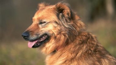 Bahar doğasının bulanık arka planında sevimli kahverengi köpeğin profil portresi, Yavaş çekim 