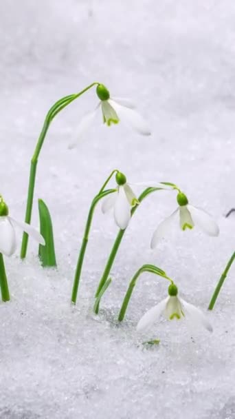 Vídeo Vertical Closeup Flores Brancas Doces Gota Neve Galanthus Nivalis — Vídeo de Stock