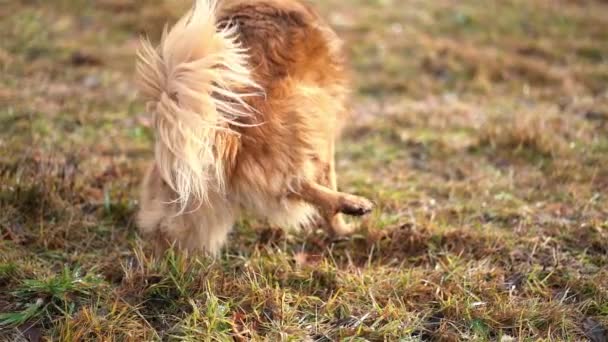 Brauner Hundemischling Pinkelt Beim Spaziergang Auf Der Wiese Und Markiert — Stockvideo