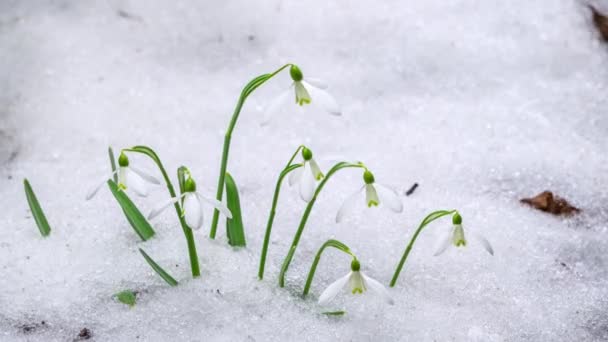 Closeup Gentle White Snowdrop Flowers Galanthus Nivalis Blooming Snow Melting — Stock Video