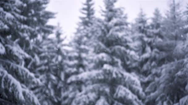 冷たい凍結自然で真の雪の雪と平和的な冬の背景 雪の森へのスローモーションフォーカス — ストック動画