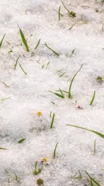 Kar 'ın dikey videosu yeşil çayırlarda beyaz papatya çiçekleriyle hızla eriyor. İlkbahar doğa arka plan büyümesi, Panoramik görünüm Sosyal için ideal