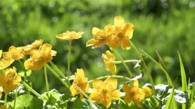 Güzel sarı çiçekli bataklık bataklığına yakın yeşil bataklıkta çiçek açan ve rüzgarda sallanan caltha palustris. İlkbahar arkaplanı, doli çekimi panorama 4k video.