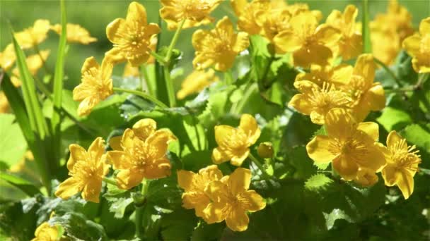 Ένα Μάτσο Κίτρινα Λουλούδια Από Marsh Marigold Στην Πράσινη Ανοιξιάτικη — Αρχείο Βίντεο