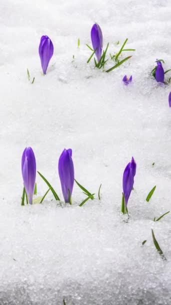 初春季节 在绿草丛生的草地上 雪地的垂直影像正在融化 紫色的藏红花盛开 社交媒体故事的时间差背景理想 — 图库视频影像