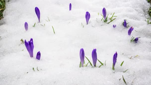 Sníh Taje Zelené Travnaté Louce Kvetou Fialové Květy Krokusu Šafránu — Stock video