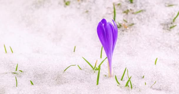 Nahaufnahme Von Schönen Violetten Safran Krokusblüten Und Schnee Schmelzen Grünen — Stockvideo
