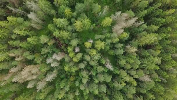 Fågelutsikt Över Grön Vårurskog Naturligt Trä Flygfoto Bakgrund — Stockvideo