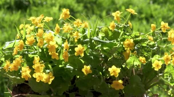Ένα Μάτσο Από Κίτρινα Λουλούδια Που Ανθίζουν Στο Πράσινο Βάλτο — Αρχείο Βίντεο