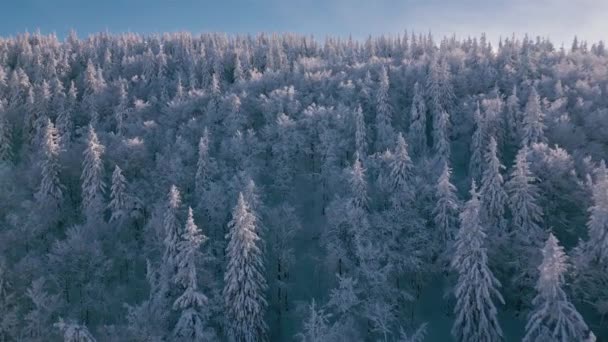 Donmuş Kış Ormanlarının Güzelliği Mavi Kış Dağlarında Soğuk Güneşli Doğada — Stok video