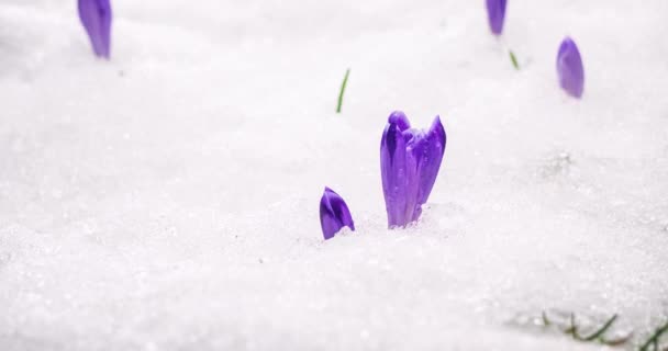 Nieve Está Derritiendo Violeta Azafrán Flores Azafrán Que Florecen Rápidamente — Vídeo de stock