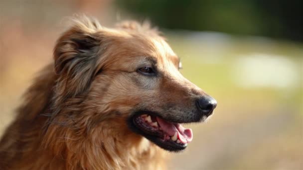 Profil Portret Szczęśliwego Brązowego Psa Rozmytym Tle Natury Spowolnienie Ruchu — Wideo stockowe