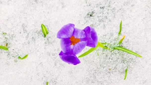 Вид Сверху Вниз Сафрон Крокус Цветы Цветут Снег Тает Зеленом — стоковое видео