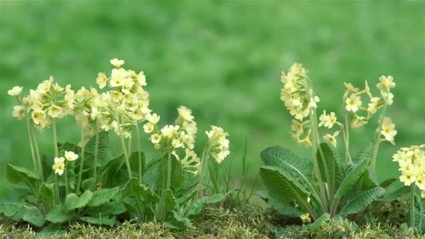 Впритул Квіти Fresh Spring Cowslip Primula Розквітнуть Зеленому Луговому Саду — стокове відео
