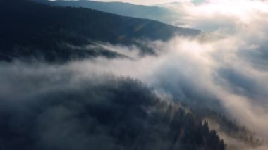 Sisli orman doğasının üzerinde sihirli sabah uçuşu sisli cennet manzarasında 4K hava manzarası, ağaçların üzerinden geri uç, aşağı eğil. 