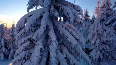 Güneşin altın ışığı, güzel donmuş ormanda, karlı ağaçlarla, soğuk, mavi kış sabahı tabiatında, Noel zamanı. Hava manzarası, odun parkındaki ağaçlar arasında uçuş hareketi. 