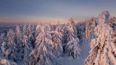 Noel kış ormanı doğası, dağlardaki karlı ağaçlar arasında uçmak, güneşin doğuşunun güzel ışığı, hava manzarası 4K geçişi hızlandırıp ülkeyi ortaya çıkarmak, insansız hava aracı soğuk havada çekim yapmak.