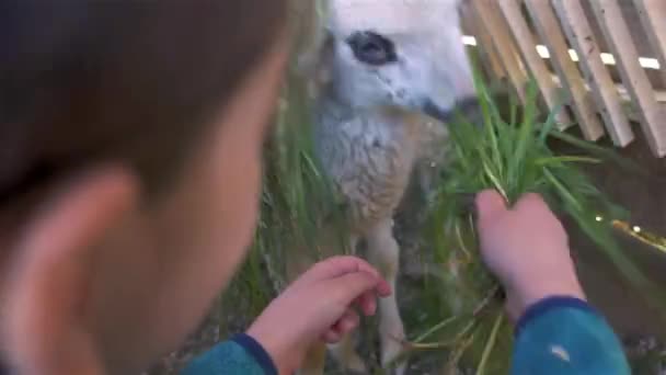 Chicas Jóvenes Niños Mano Alimentación Lindo Cordero Con Hierba Verde — Vídeos de Stock