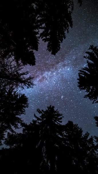 Kijkend Naar Magisch Licht Van Melkwegsterren Donker Bossilhouet Verticale Astronomie — Stockvideo