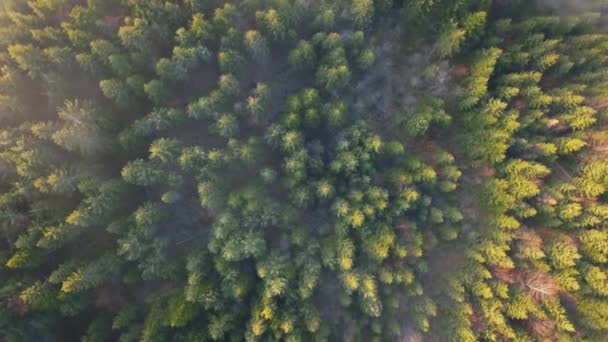 Misty Πράσινο Τοπίο Της Φύσης Του Δάσους Εναέρια Άποψη Πουλιών — Αρχείο Βίντεο