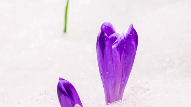 Крупним Планом Фіолетові Квіти Шафрану Цвітуть Тане Сніг Зеленому Трав — стокове відео
