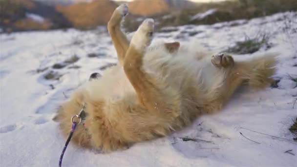 Щасливий Коричневий Собака Котиться Засніженій Природі Насолоджуючись Першим Снігом Початку — стокове відео