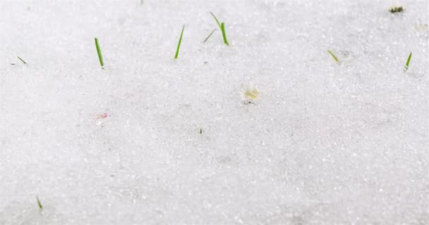 Schnee Schmilzt Schnell Und Weiße Gänseblümchenblümchen Bellis Perennis Blüht Und — Stockvideo