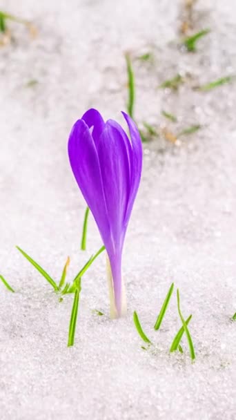 Vertikale Video Nahaufnahme Von Schönen Violetten Safran Krokusblüten Die Blühen — Stockvideo