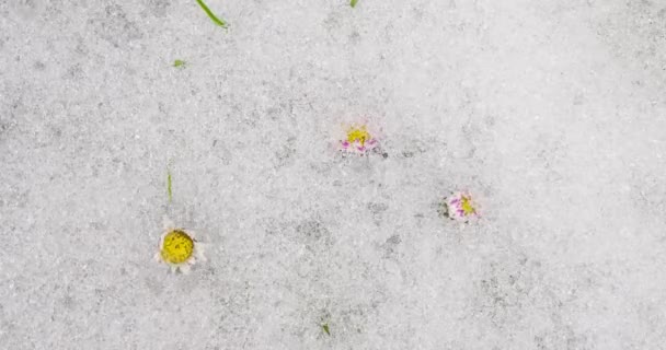 Вид Сверху Быстро Тающий Снег Белые Цветки Цветущие Зеленом Подснежнике — стоковое видео