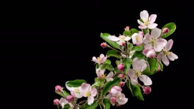 Siyah arka planda, elma ağacı dalında açan güzel çiçeklerin bahar zamanı geçişi. Büyüme Zamanı, Kapanış. 