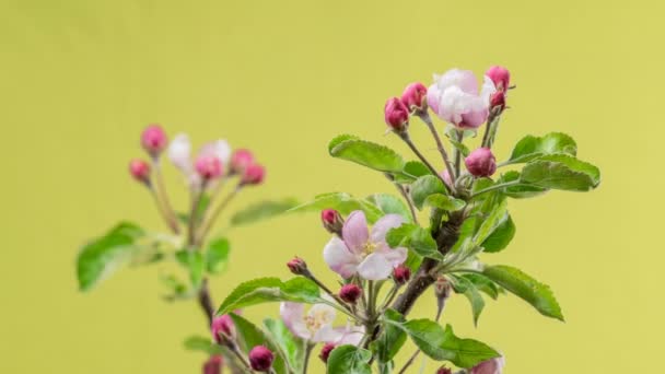 Krásné Ovocné Květy Kvetoucí Rychle Jaře Čas Propadnout Organické Jablečné — Stock video