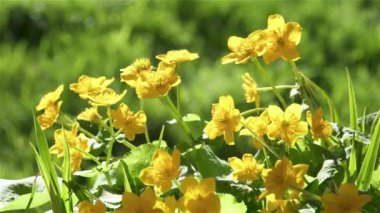 Bir demet sarı çiçek kadife çiçekli kadife çiçeği yeşil doğada açan caltha palustris ve rüzgarda sallanan rüzgar. İlkbahar arkaplanı, dolly shot panorama 4k.