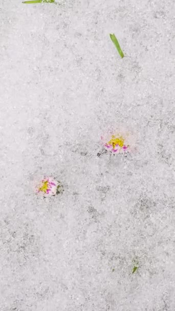 Vídeo Vertical Neve Derretendo Rápido Branco Flores Margarida Florescendo Prado — Vídeo de Stock