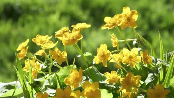 Ένα Μάτσο Κίτρινα Λουλούδια Μαρς Μαρίγκολντ Κάλθα Παλούστρι Ανθίζουν Στην — Αρχείο Βίντεο