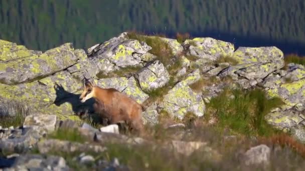 Jovem Chamois Rupicapra Rupicapra Passeio Alpes Rochosos Montanhas Natureza Vida — Vídeo de Stock