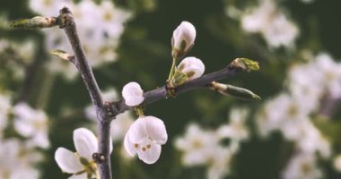 Taze ilkbaharda erik ağacı dalında hızla açan beyaz çiçeklerin zamanı 4K uhd dci, Growth Blossom. Koyu yeşil arka planda doğanın gizli güzelliği.