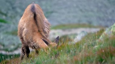 Chamois Rupicapra Rupicapra 'nın portresi Alp Dağları' ndaki çayırlarda otluyor..