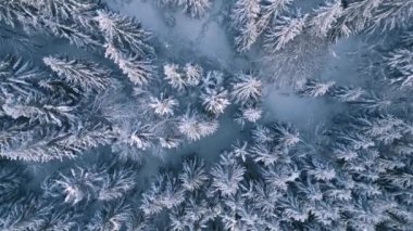 Soğuk aralık mevsiminde, karlı ağaçlarla birlikte, donuk kış ormanlarının en tepedeki manzarası, doğal arka plan 4k.