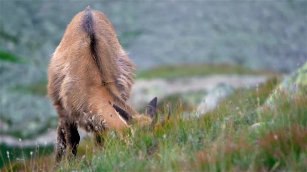 Портрет Chamois Rupicapra Rupicapra Пасуться Альпійському Лузі Гірській Природі Повільний — стокове відео