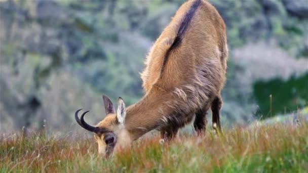 山羊草在高山草甸草甸上的细节 野生动物饲料的缓慢运动 野生动物的自然景观 — 图库视频影像