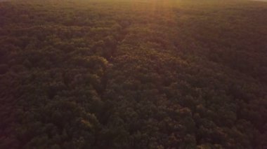 Ormandaki altın ışıktan yaz akşamı günbatımında güneşli manzaraya. Hava görüntüsü geriye doğru uç, yukarı doğru eğ.. 